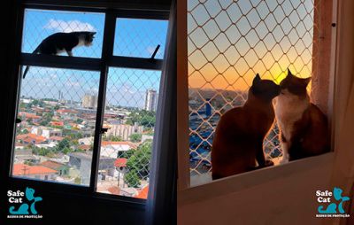 Safecat foto 2